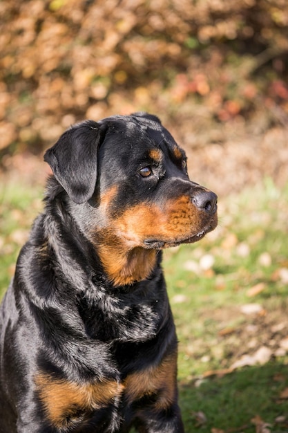 Foto close-up van een hond die wegkijkt