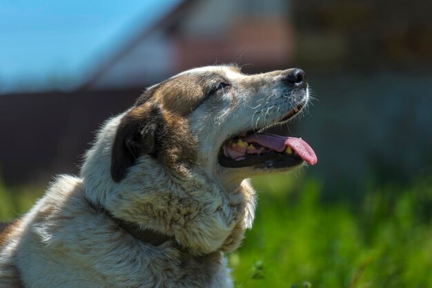 Foto close-up van een hond die wegkijkt