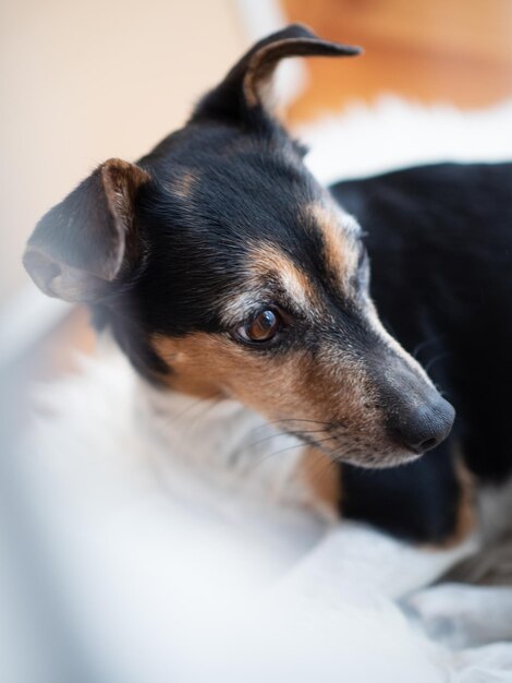 Foto close-up van een hond die wegkijkt