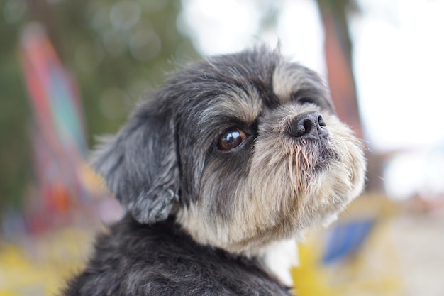 Close-up van een hond die wegkijkt