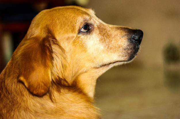Close-up van een hond die wegkijkt
