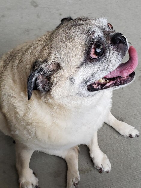 Foto close-up van een hond die wegkijkt