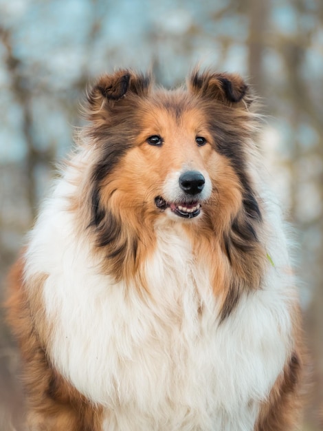 Foto close-up van een hond die wegkijkt