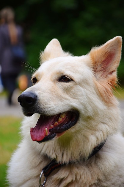 Foto close-up van een hond die wegkijkt