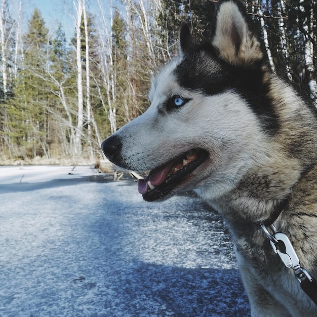 Foto close-up van een hond die wegkijkt