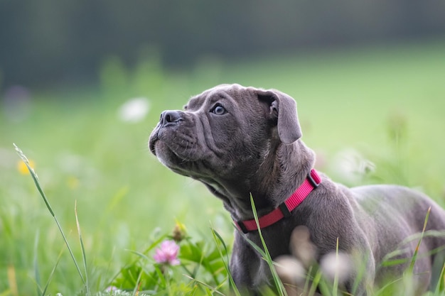 Foto close-up van een hond die wegkijkt