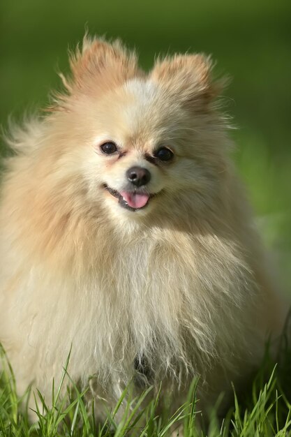 Foto close-up van een hond die wegkijkt