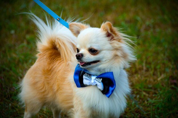 Foto close-up van een hond die zijn tong uitsteekt op het veld