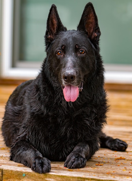 Close-up van een hond die zijn tong uitsteekt