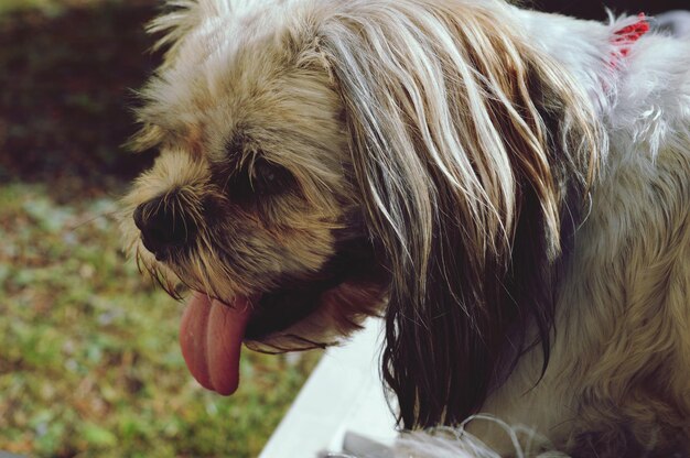 Close-up van een hond die zijn tong uitsteekt