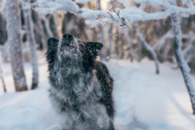 Close-up van een hond in de winter.
