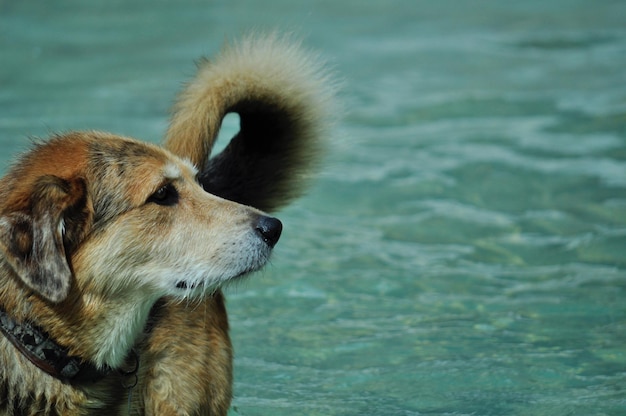 Foto close-up van een hond in het water