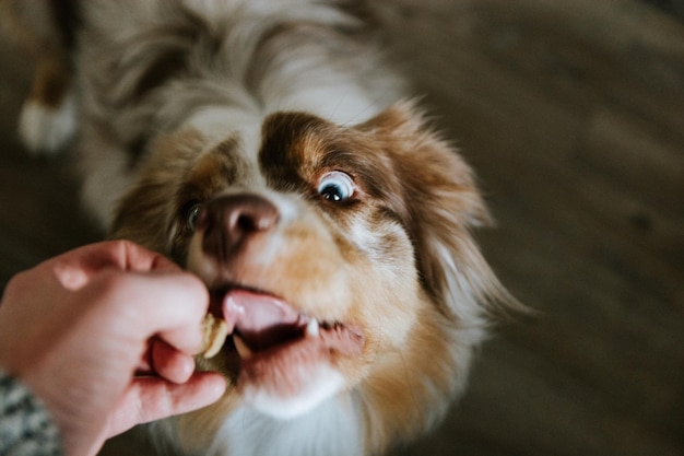 Close-up van een hond met de hand