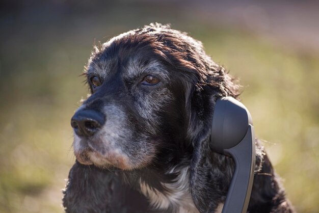 Foto close-up van een hond met een telefoonontvanger die wegkijkt