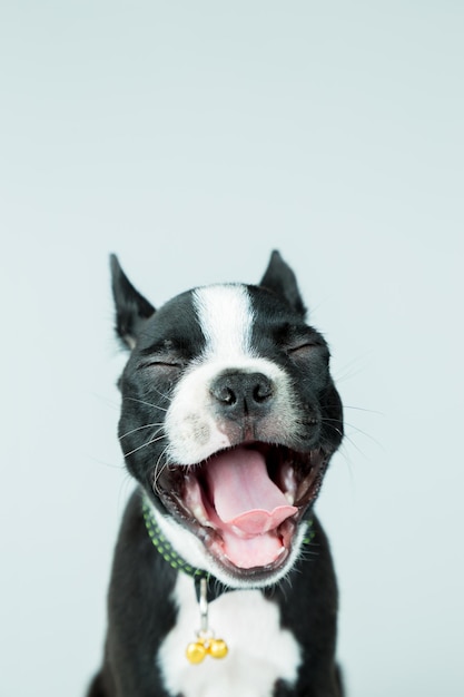 Close-up van een hond met gesloten ogen die gaapt tegen een witte achtergrond