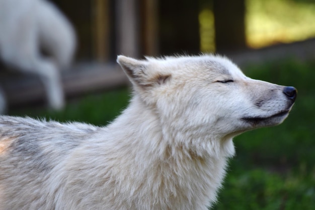 Close-up van een hond met gesloten ogen die op het veld staat