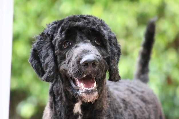 Close-up van een hond met zijn mond open