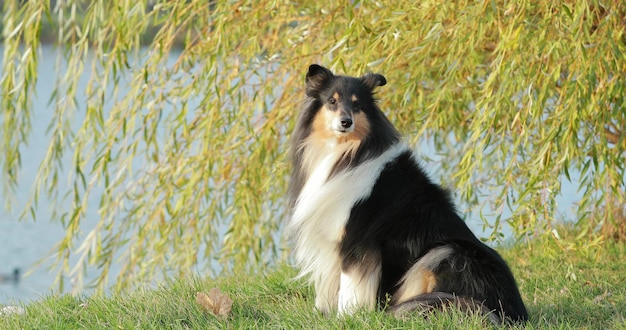 Foto close-up van een hond op een grasveld