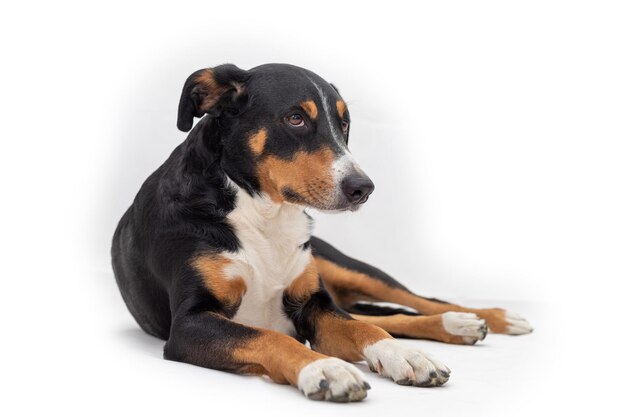 Close-up van een hond op een witte achtergrond