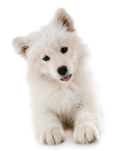 Close-up van een hond op een witte achtergrond