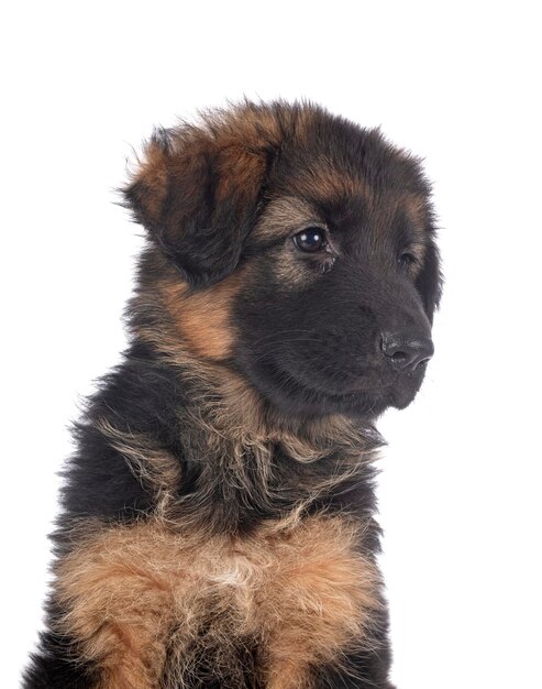 Foto close-up van een hond op een witte achtergrond