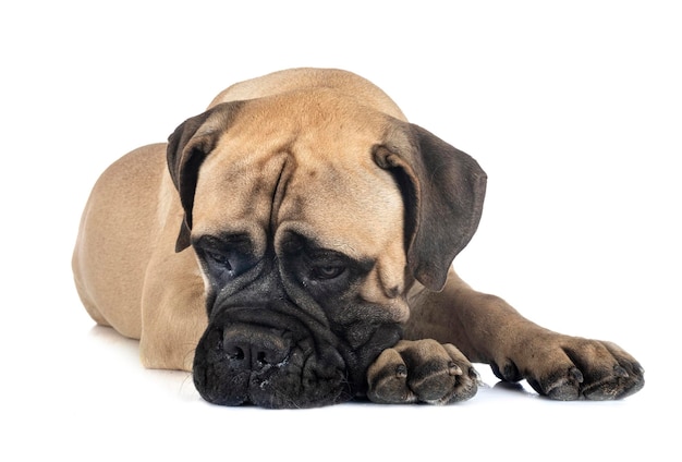 Close-up van een hond op een witte achtergrond