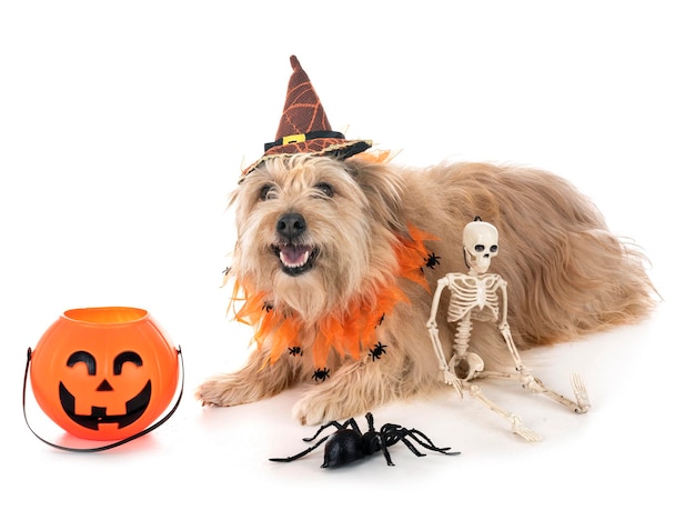Close-up van een hond op een witte achtergrond