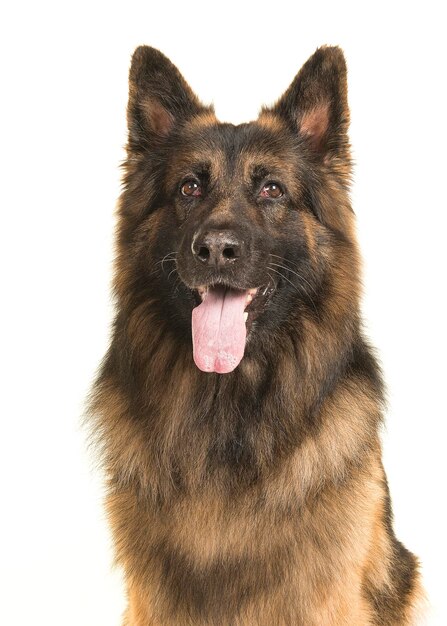 Close-up van een hond op een witte achtergrond