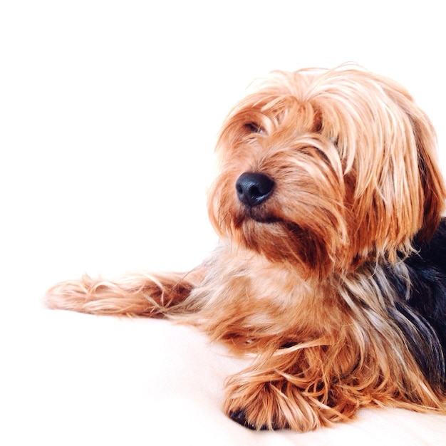 Close-up van een hond op een witte achtergrond