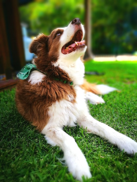 Close-up van een hond op groen gras