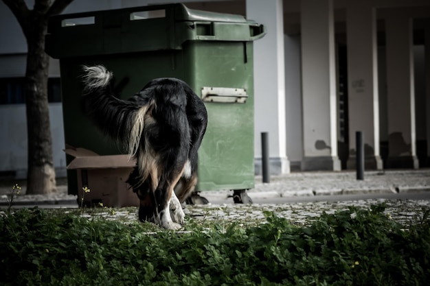 Foto close-up van een hond op het gras