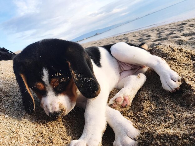 Close-up van een hond op het strand tegen de lucht