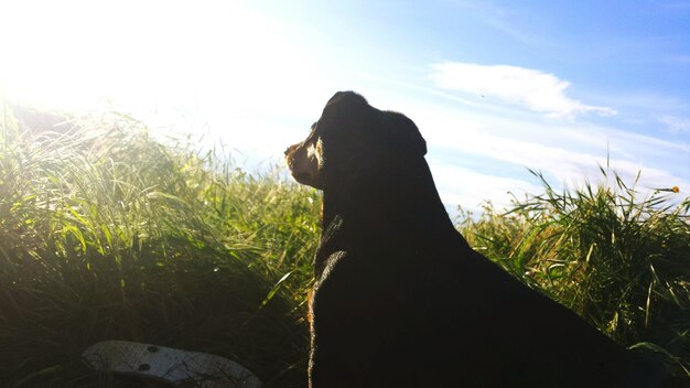 Foto close-up van een hond op het veld tegen de lucht