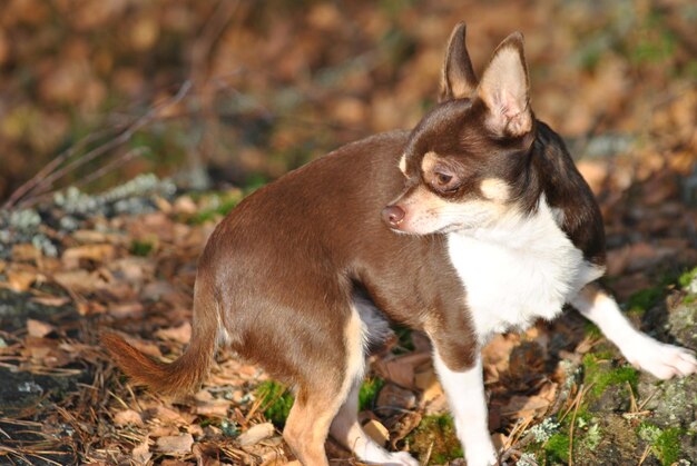 Foto close-up van een hond op het veld