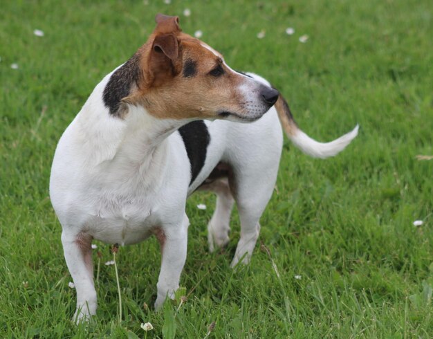 Foto close-up van een hond op het veld