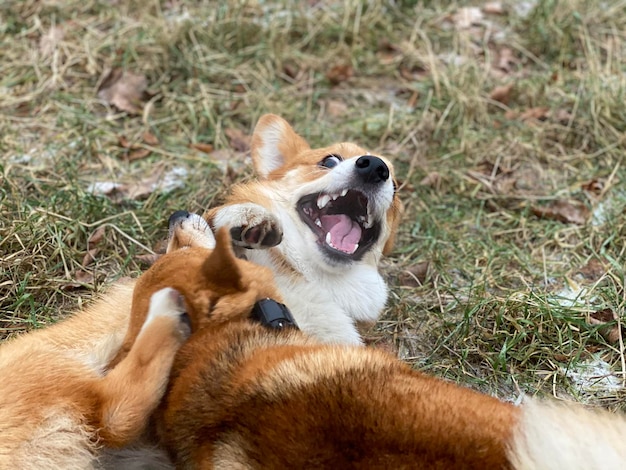 Foto close-up van een hond op het veld