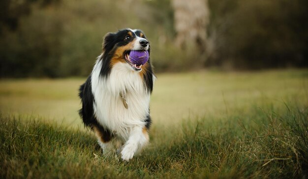 Foto close-up van een hond op het veld