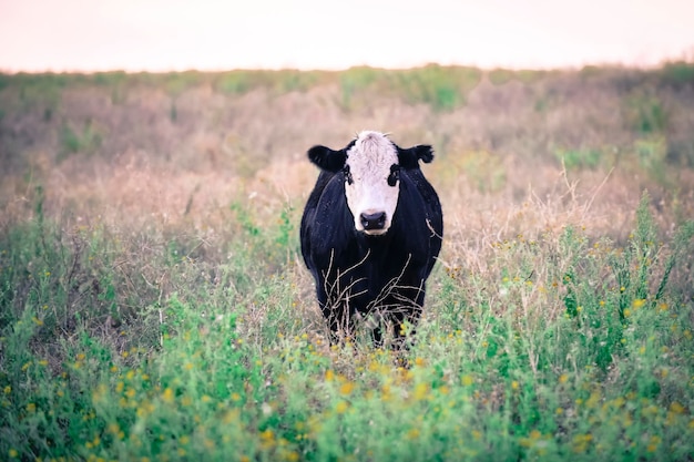 Close-up van een hond op het veld