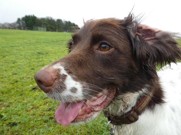 Foto close-up van een hond op het veld