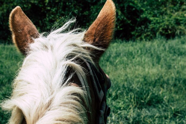 Foto close-up van een hond op het veld