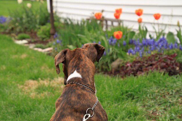 Foto close-up van een hond op het veld