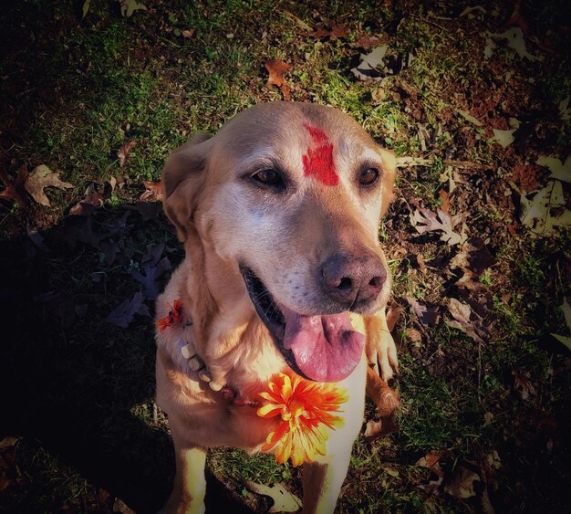 Foto close-up van een hond op het veld