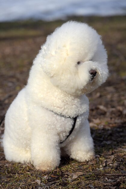 Foto close-up van een hond op het veld