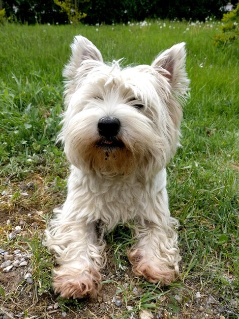 Foto close-up van een hond op het veld