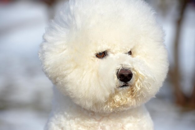 Foto close-up van een hond op sneeuw