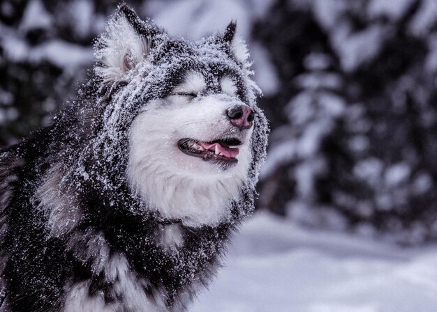 Foto close-up van een hond op sneeuw