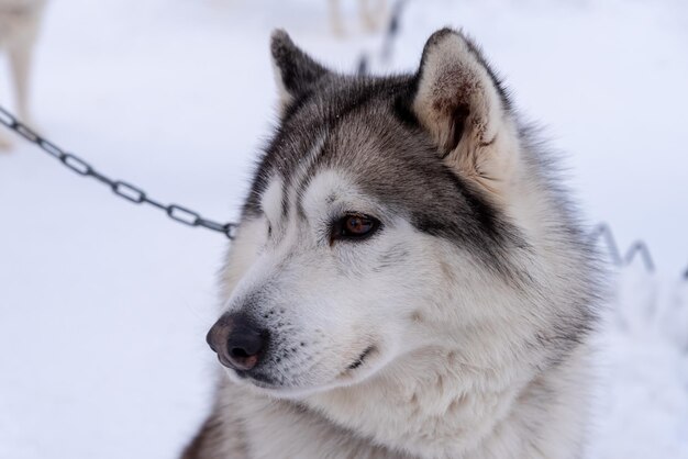 Foto close-up van een hond op sneeuw