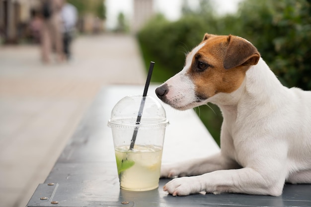 Close-up van een hond op tafel