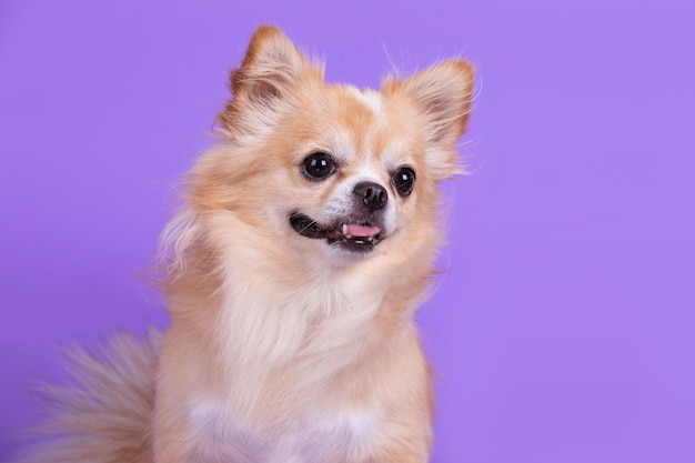 Close-up van een hond tegen een blauwe achtergrond