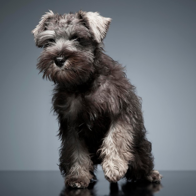 Close-up van een hond tegen een grijze achtergrond